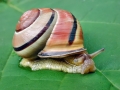 Cepaea_nemoralis.jpg