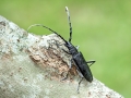 Cerambyx_scopolii.jpg