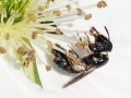 Ceratina_chalybea.jpg