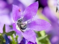 Ceratina_cyanea.jpg