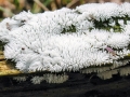 Ceratiomyxa_fruticulosa.jpg