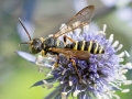 Cerceris_arenaria_Maennchen.jpg