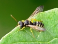Cerceris quinquefasciata