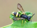 Cerceris_rybyensis.jpg
