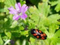 Cercopis vulnerata var. typica