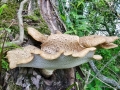 Cerioporus_squamosus.jpg