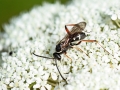 Ceropales_maculata.jpg