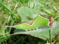 Cerura_vinula_Raupe.jpg
