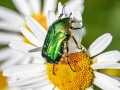 Cetonia_aurata.jpg