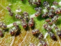 Chaitophorus_populeti.jpg