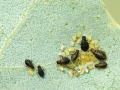 Chaitophorus tremulae
