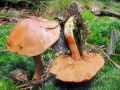 Chalciporus_piperatus.jpg