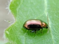 Chalcoides_aurea.jpg
