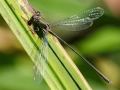 Chalcolestes viridis