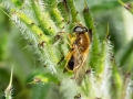 Cheilosia_albipila.jpg