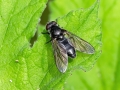 Cheilosia_variabilis_Weibchen.jpg