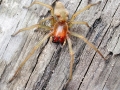Cheiracanthium_punctorium.jpg