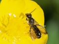 Chelostoma_florisomne_Maennchen.jpg