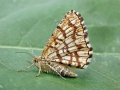 Chiasmia_clathrata.jpg