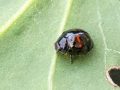 Chilocorus bipustulatus