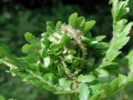 Chirosia_betuleti.jpg