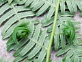 Chirosia_grossicauda.jpg