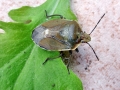 Chlorochroa_pinicola.jpg
