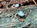 Chlorociboria aeruginascens
