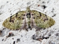 Chloroclystis v-ata