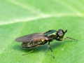 Chloromyia_formosa_Weibchen.jpg