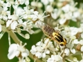 Chlorops_spec.jpg