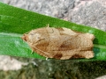 Choristoneura hebenstreitella