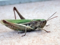 Chorthippus_albomarginatus.jpg