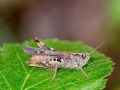 Chorthippus_biguttulus_Maennchen.jpg