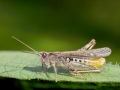 Chorthippus_brunneus_Maennchen.jpg