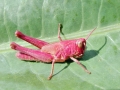 Chorthippus spp.