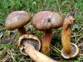 Chroogomphus_rutilus.jpg