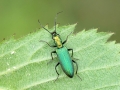 Chrysanthia viridissima