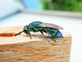Chrysis_fasciata.jpg