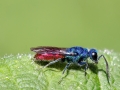 Chrysis ignita (Sammelart)