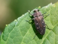 Chrysobothris_affinis.jpg
