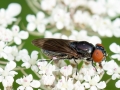 Chrysogaster_solstitialis_Weibchen.jpg