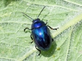 Chrysolina coerulans