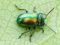 Chrysolina_fastuosa.jpg