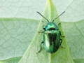 Chrysolina_graminis.jpg