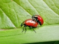 Chrysolina_polita.jpg