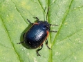 Chrysolina_sanguinolenta.jpg