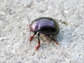Chrysolina sturmi