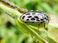 Chrysomela_vigintipunctata.jpg