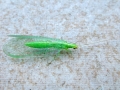Chrysoperla_carnea.jpg
